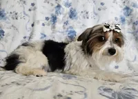 Rex, a male Yorkshire Terrier and Biewer for sale in Lake Los Angeles, CA – 1 of 6