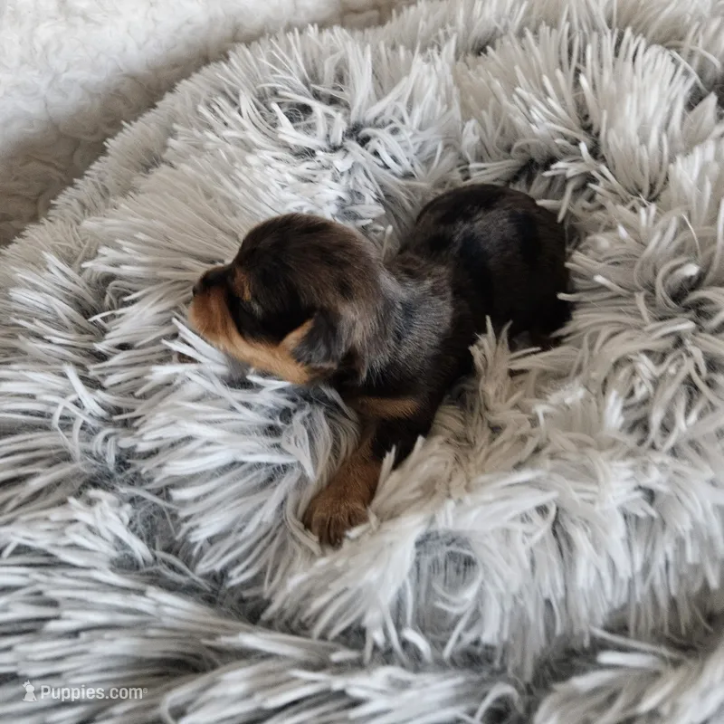 Chocolater Merle Male Bradley – Yorkshire Terrier puppy for sale in Lancaster, CA