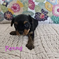 Penny, a female Yorkshire Terrier for sale in Lancaster, CA – 8 of 10