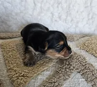 TCup Mickey, a male Yorkshire Terrier for sale in Lancaster, CA – 5 of 6