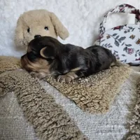 Chocolate Merle Elvis, a male Yorkshire Terrier and Biewer for sale in Lancaster, CA – 5 of 8