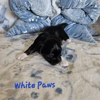 White Paws, a male Yorkshire Terrier for sale in Lancaster, CA – 6 of 9