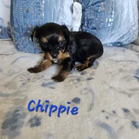 Chippie, a male Yorkshire Terrier for sale in Lancaster, CA – 5 of 8