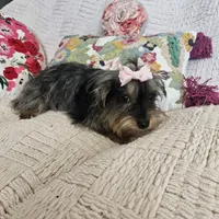 Nicky, a female Yorkshire Terrier for sale in Lake Los Angeles, CA – 5 of 10