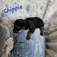 Chippie, a male Yorkshire Terrier for sale in Lancaster, CA – 3 of 8