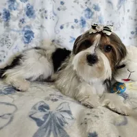 Rex, a male Yorkshire Terrier and Biewer for sale in Lake Los Angeles, CA – 3 of 6