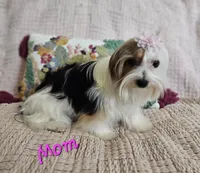 Hazel, a female Yorkshire Terrier for sale in Lancaster, CA – 9 of 10