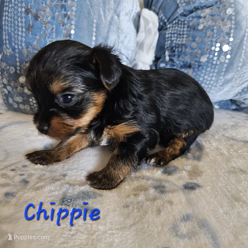 Chippie, a male Yorkshire Terrier for sale in Lancaster, CA – 1 of 8
