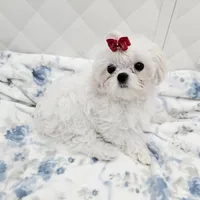 Korean TCup Frosty, a male Maltese for sale in Lake Los Angeles, CA – 3 of 3