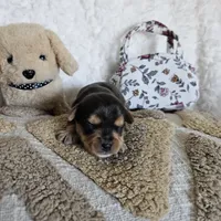 Chocolate Merle Elvis, a male Yorkshire Terrier and Biewer for sale in Lancaster, CA – 3 of 8
