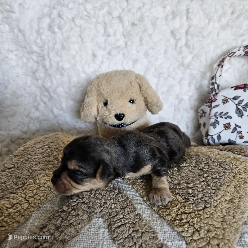 Chocolate Merle Elvis – Yorkshire Terrier, Biewer puppy for sale in Lancaster, CA