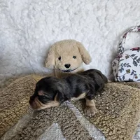 Chocolate Merle Elvis, a male Yorkshire Terrier and Biewer for sale in Lancaster, CA – 1 of 8