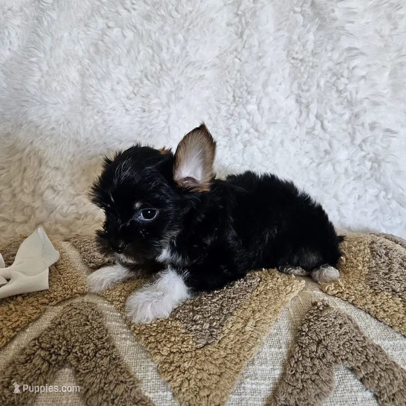 White Paws – Yorkshire Terrier puppy for sale in Lancaster, CA