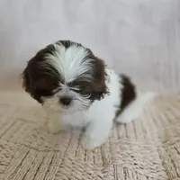 Katie, a female Shih Tzu for sale in Lake Los Angeles, CA – 2 of 3