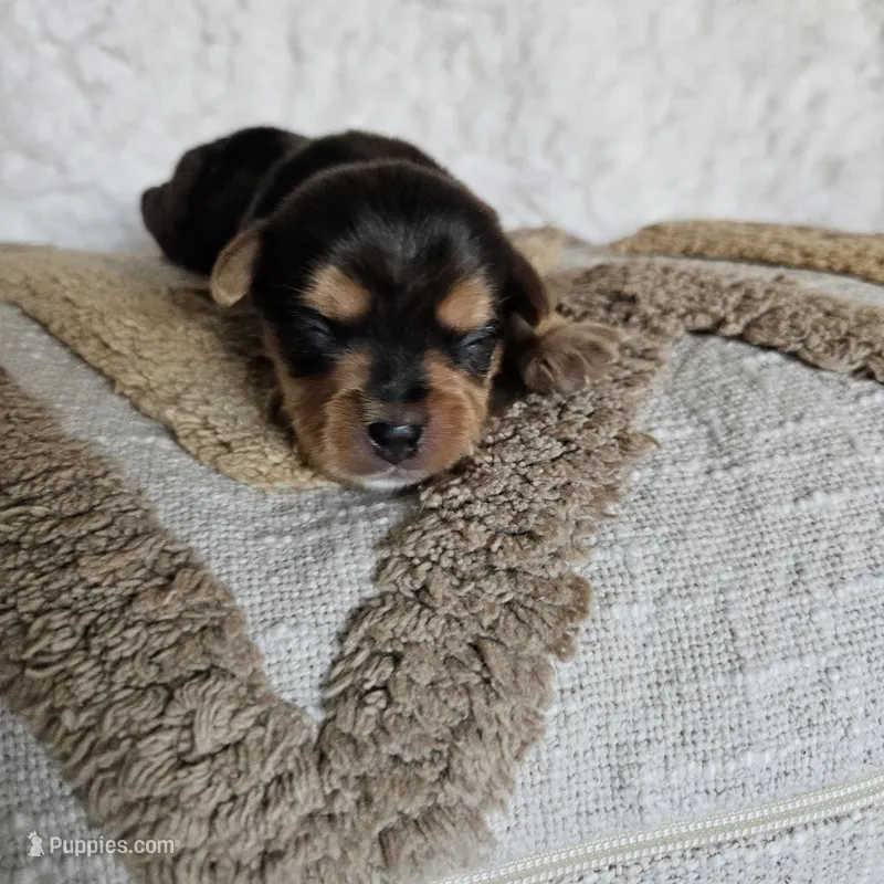 TCup Mickey – Yorkshire Terrier puppy for sale in Lancaster, CA
