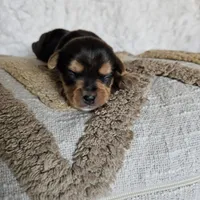Chocolater Merle Male Bradley, a male Yorkshire Terrier for sale in Lancaster, CA – 7 of 10