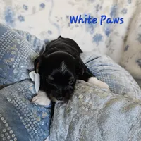 White Paws, a male Yorkshire Terrier for sale in Lancaster, CA – 3 of 9