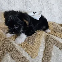 White Paws, a male Yorkshire Terrier for sale in Lancaster, CA – 4 of 10
