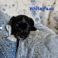 White Paws, a male Yorkshire Terrier for sale in Lancaster, CA – 4 of 9