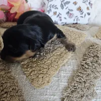 TCup Tina, a female Yorkshire Terrier for sale in Lancaster, CA – 5 of 9
