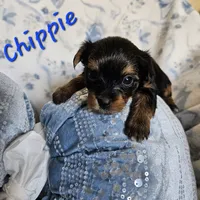 Chippie, a male Yorkshire Terrier for sale in Lancaster, CA – 2 of 8