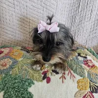 Nicky, a female Yorkshire Terrier for sale in Lake Los Angeles, CA – 7 of 10