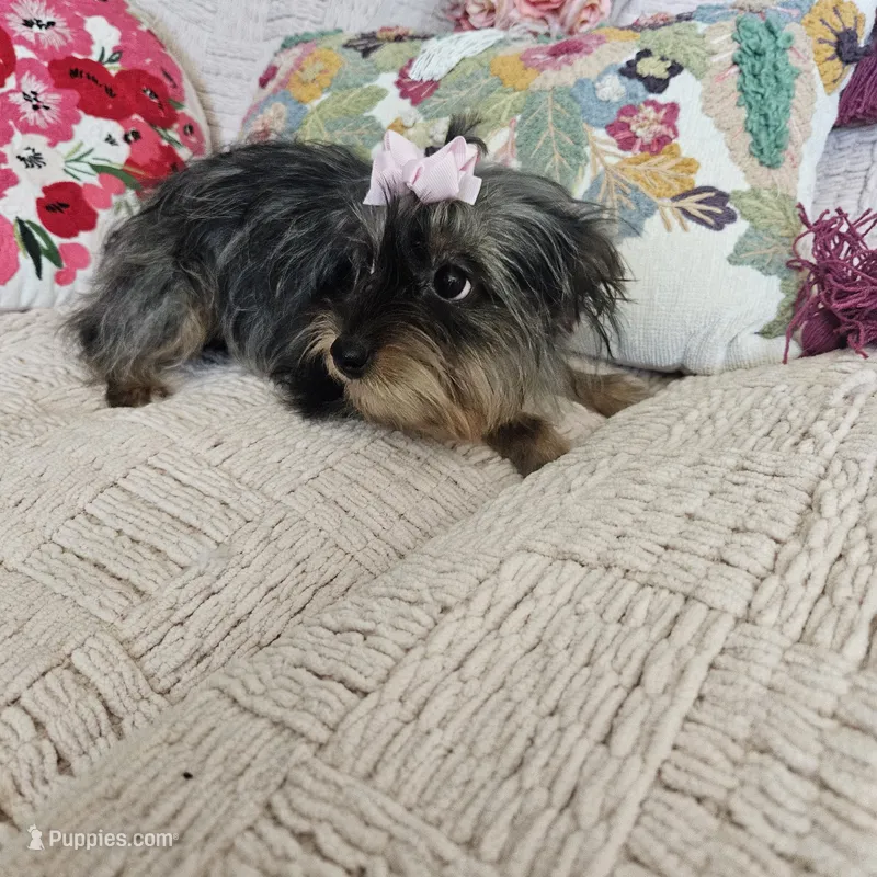 Nicky – Yorkshire Terrier puppy for sale in Lake Los Angeles, CA