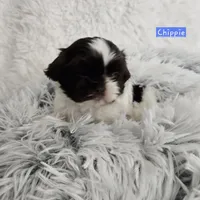 Chippie, a male Shih Tzu for sale in Lake Los Angeles, CA – Photo 7 of 8