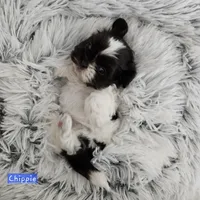 Chippie, a male Shih Tzu for sale in Lake Los Angeles, CA – Photo 6 of 8