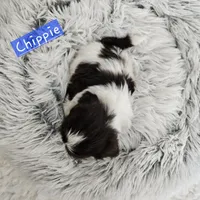 Chippie, a male Shih Tzu for sale in Lake Los Angeles, CA – Photo 3 of 8