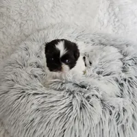 Chippie, a male Shih Tzu for sale in Lake Los Angeles, CA – Photo 2 of 8