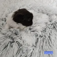 Chippie, a male Shih Tzu for sale in Lake Los Angeles, CA – Photo 8 of 8