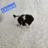 Chippie, a male Shih Tzu for sale in Lake Los Angeles, CA – Photo 4 of 8