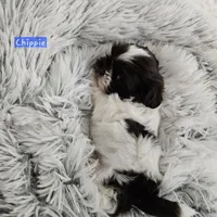 Chippie, a male Shih Tzu for sale in Lake Los Angeles, CA – Photo 5 of 8