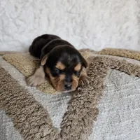 Chocolater Merle Male Bradley, a male Yorkshire Terrier for sale in Lancaster, CA – 3 of 10