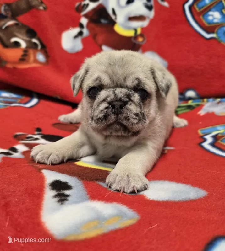 Heather – Pug puppy for sale in Neosho, MO