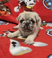 Heather, a female Pug for sale in Neosho, MO – 1 of 3