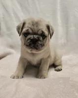 Heather, a female Pug for sale in Neosho, MO – 3 of 6