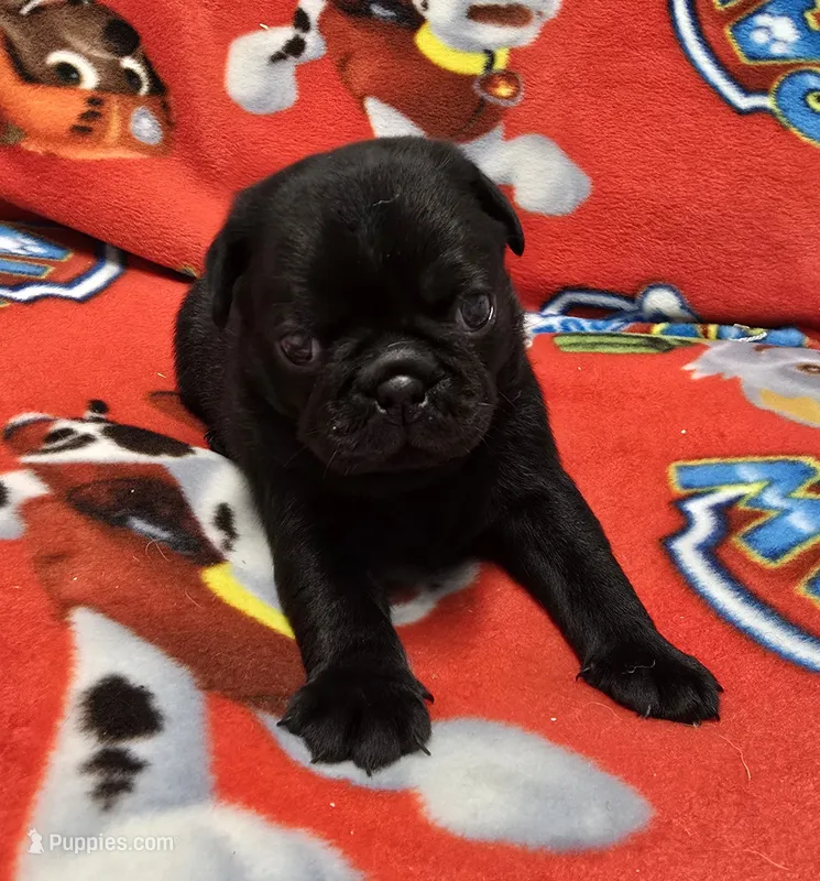 Louis – Pug puppy for sale in Neosho, MO