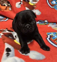 Louis, a male Pug for sale in Neosho, MO – 1 of 3