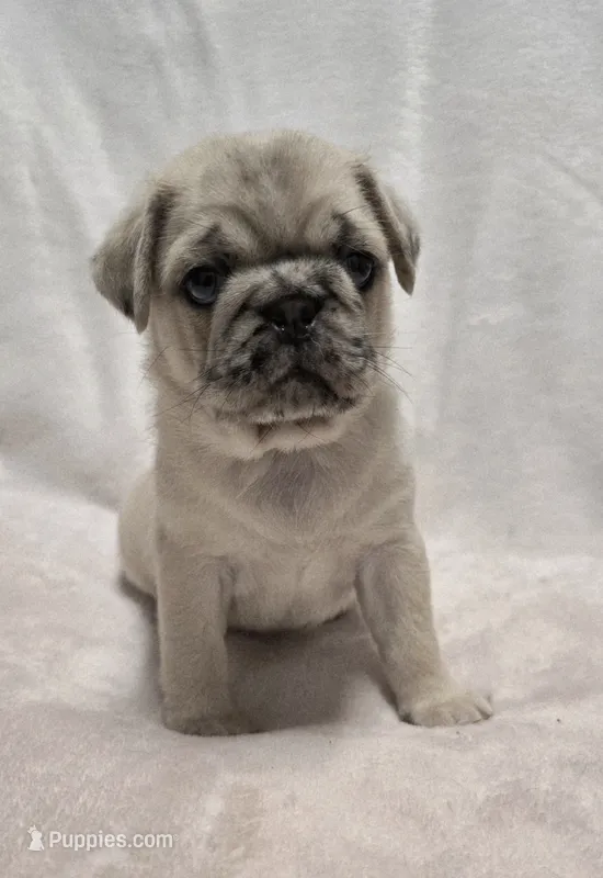 Heather – Pug puppy for sale in Neosho, MO