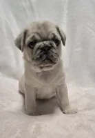 Heather, a female Pug for sale in Neosho, MO – 1 of 6