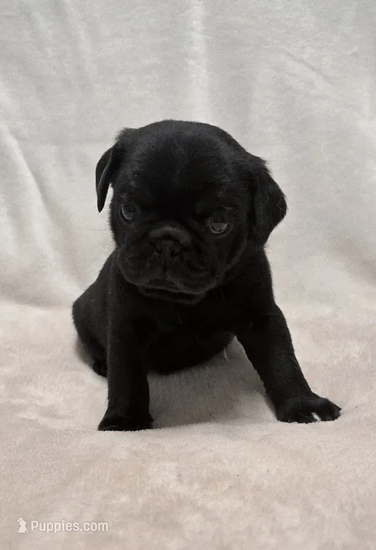 Louis – Pug puppy for sale in Neosho, MO
