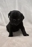 Louis, a male Pug for sale in Neosho, MO – 1 of 4