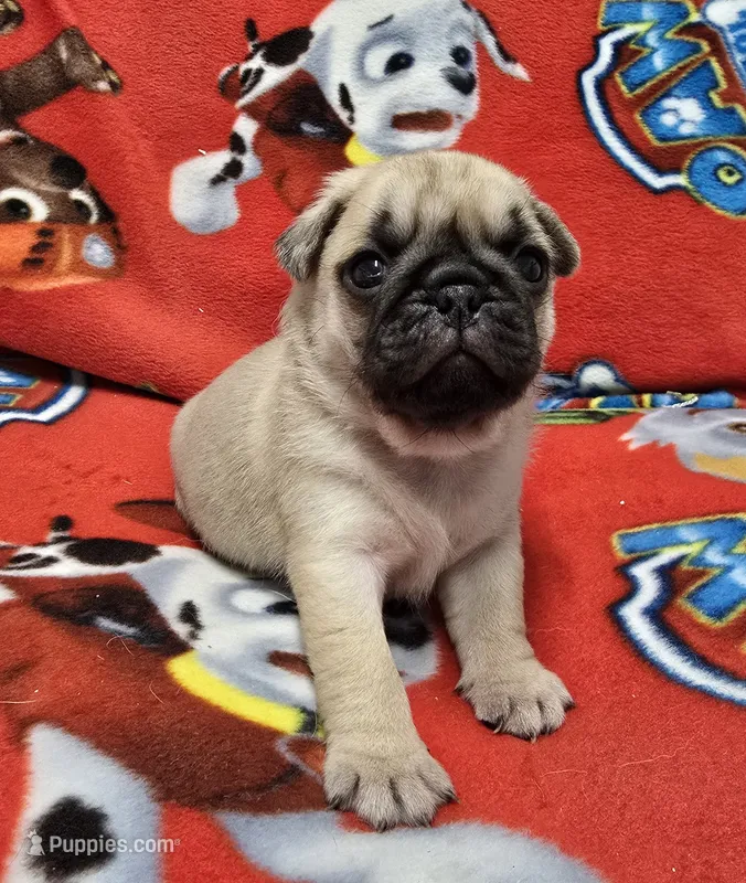 Jimmy John – Pug puppy for sale in Neosho, MO