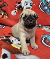 Jimmy John, a male Pug for sale in Neosho, MO – 1 of 3