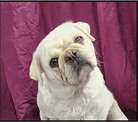 Penny, a female Pug for sale in Neosho, MO – 2 of 3