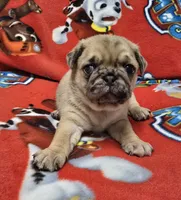 Penny, a female Pug for sale in Neosho, MO – 1 of 3