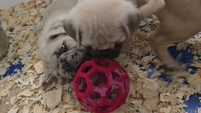 Penny, a female Pug for sale in Neosho, MO – 6 of 6