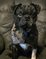 Penny, a female Pug for sale in Neosho, MO – 3 of 3